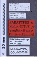 Etiketten zu Melanotus pagliaccii (NHMW-ZOO-COL-0007586)